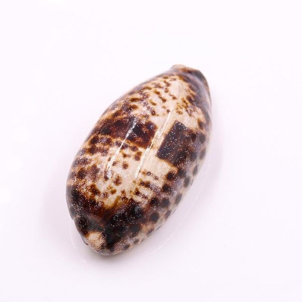 nautical home decor natural conch snail seashells specimen tabby spiral shell collectibles beach wedding decor ornaments h jllnjt 
nautical home decor natural conch snail seashells specimen tabby spiral shell collectibles beach wedding decor ornaments h jllnjt