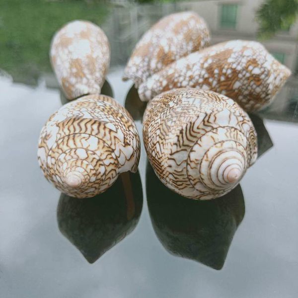 6 7cm natural vase snail conch seashell nautical home beach wedding decoration specimen collectible fish tank aquarium decor h bbyqhk
6 7cm natural vase snail conch seashell nautical home beach wedding decoration specimen collectible fish tank aquarium decor h bbyqhk