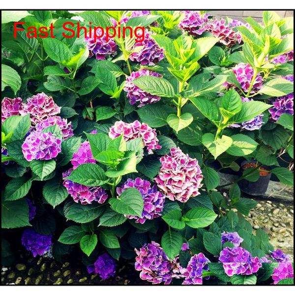 20 pcs/pack rare hydrangea seeds balcony potted flowers hydrangea for home& garden plan qyljab bdetoys
20 pcs/pack rare hydrangea seeds balcony potted flowers hydrangea for home& garden plan qyljab bdetoys