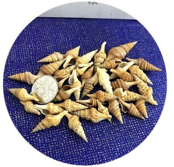 candles ocean shells jelly wax candle sea natural shell conch wedding decoration candle diy valentines christmas supplies bbyzgk xmhyard
candles ocean shells jelly wax candle sea natural shell conch wedding decoration candle diy valentines christmas supplies bbyzgk xmhyard