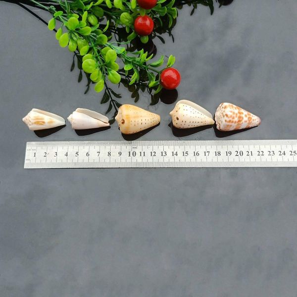 5pcs seashells natural tabby shell conch pendant nautical decor specimen beach ornaments bracelet necklace diy jewelry making h wmtxly
5pcs seashells natural tabby shell conch pendant nautical decor specimen beach ornaments bracelet necklace diy jewelry making h wmtxly