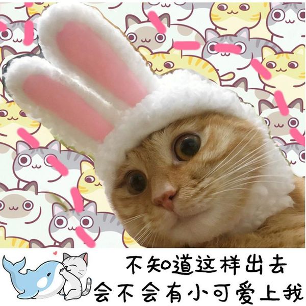 смешные собаки кошка кошка костюм теплый кролик шляпа нового года вечеринка рождественские аксессуары аксессуары фото реквизиты головные убо
смешные собаки кошка кошка костюм теплый кролик шляпа нового года вечеринка рождественские аксессуары аксессуары фото реквизиты головные убо