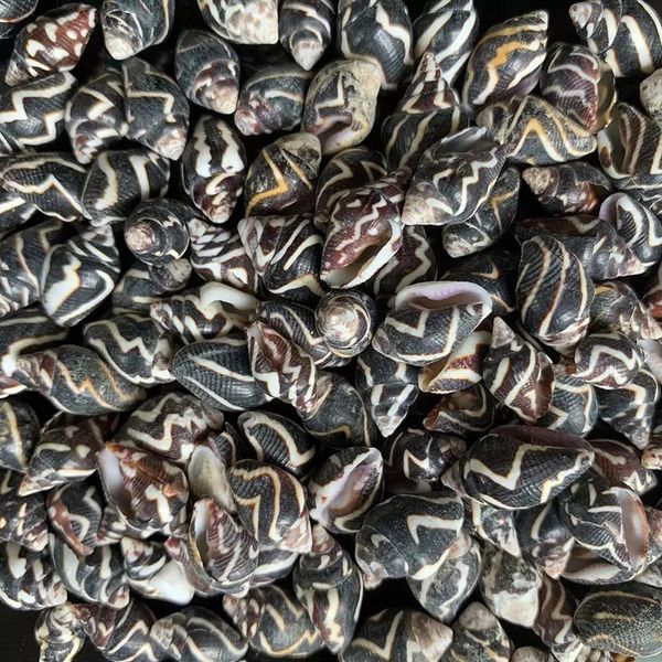 20pcs zebra ripple conch shells natural mini conch stripe seashell aquarium landscape decor accessories diy drifting bottle h jlltor
20pcs zebra ripple conch shells natural mini conch stripe seashell aquarium landscape decor accessories diy drifting bottle h jlltor