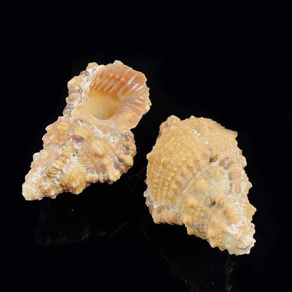 1pc natural conch seashell nautical decor 7 8cm snail beach wedding decor specimen crafts aquarium fish tank decoration gift h jllstd 
1pc natural conch seashell nautical decor 7 8cm snail beach wedding decor specimen crafts aquarium fish tank decoration gift h jllstd