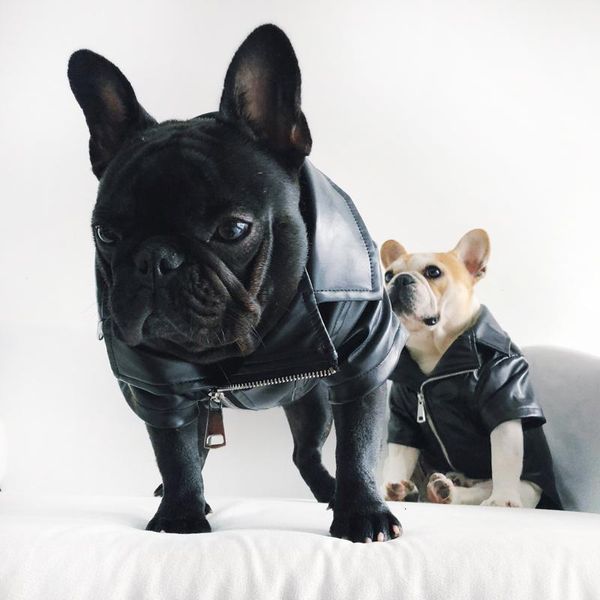 dog winter cloth coat wear cool looking dog jacket flannel soft woven fabric on the inside polyurethane leather on the outside
dog winter cloth coat wear cool looking dog jacket flannel soft woven fabric on the inside polyurethane leather on the outside