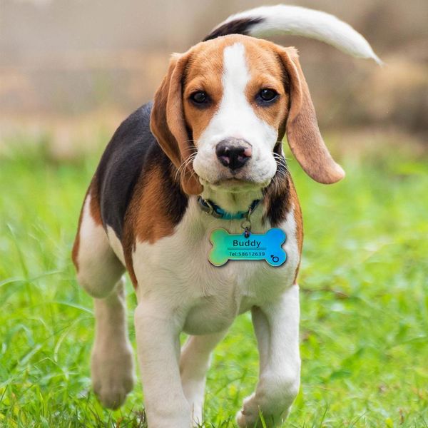 personalized pet id tags engraved pet id name number for cat puppy dog collar tag pendant keyring rainbow bone pet accessories q wmtsfe
personalized pet id tags engraved pet id name number for cat puppy dog collar tag pendant keyring rainbow bone pet accessories q wmtsfe