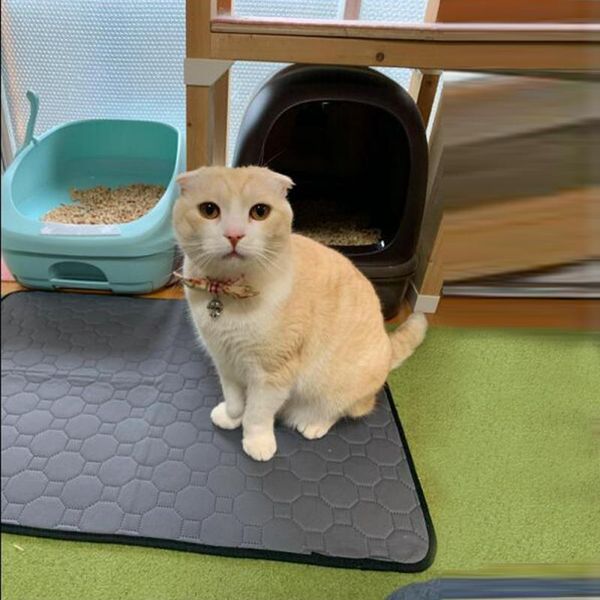 1 pcs pet indoor urine pad diaphragms cat dog antiskid machine washable reusable dog sofa car bibulous diaphragms tslm1
1 pcs pet indoor urine pad diaphragms cat dog antiskid machine washable reusable dog sofa car bibulous diaphragms tslm1