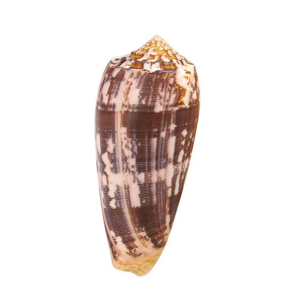 8 9cm natural snail seashells taro conch shell diy acquarium accessory fish tank decoration space beach wedding home decor h jllxdm
8 9cm natural snail seashells taro conch shell diy acquarium accessory fish tank decoration space beach wedding home decor h jllxdm
