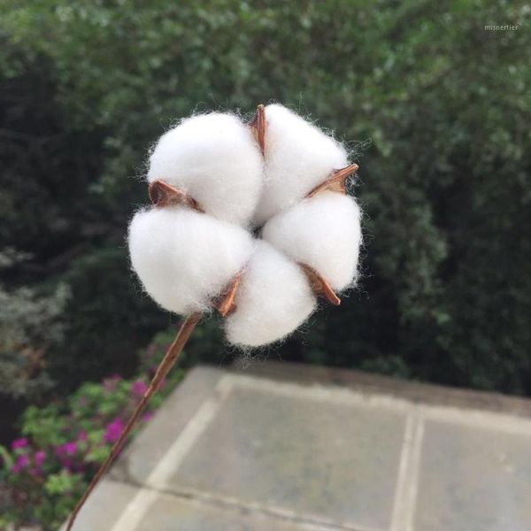 10pcs,natural dried cotton head with craft wire branch,display flower arranging for wedding party home decoration accessories1
10pcs,natural dried cotton head with craft wire branch,display flower arranging for wedding party home decoration accessories1