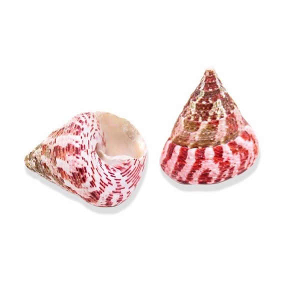 1pc natural strawberry conch seashells craft shells specimen nautical decor wedding beach ornaments aquarium landscape h jllhkv
1pc natural strawberry conch seashells craft shells specimen nautical decor wedding beach ornaments aquarium landscape h jllhkv