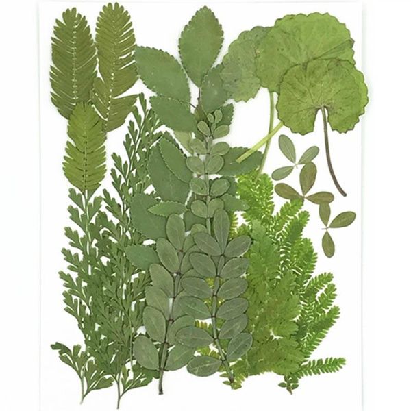 decorative flowers & wreaths 2021 latest leaf combination pressed flower dried for diy decoration 5 bags / 105 pcs leaves ent
decorative flowers & wreaths 2021 latest leaf combination pressed flower dried for diy decoration 5 bags / 105 pcs leaves ent