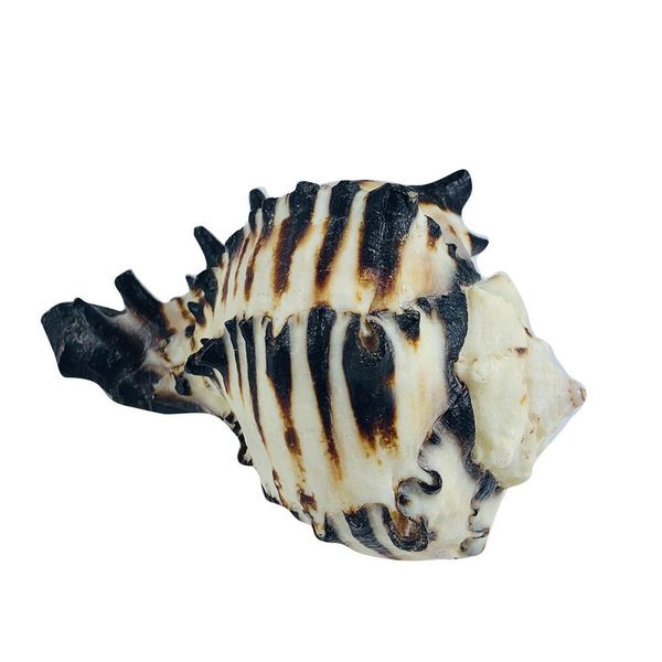 8 12cm natural snail shell us black murex black zebra bone specimen conch sea shells nautical home decor aquarium landscape h jlltzu
8 12cm natural snail shell us black murex black zebra bone specimen conch sea shells nautical home decor aquarium landscape h jlltzu