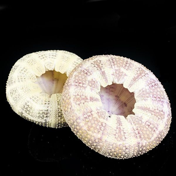 6 10cm natural eight trigrams sea urchin shell conch nautical home decor diy ocean beach wedding decor specimen crafts h jlluwc
6 10cm natural eight trigrams sea urchin shell conch nautical home decor diy ocean beach wedding decor specimen crafts h jlluwc