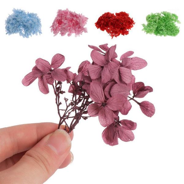 decorative flowers & wreaths natural fresh preserved hydrangea dried flower head for diy real eternal life material home wedding party decor
decorative flowers & wreaths natural fresh preserved hydrangea dried flower head for diy real eternal life material home wedding party decor