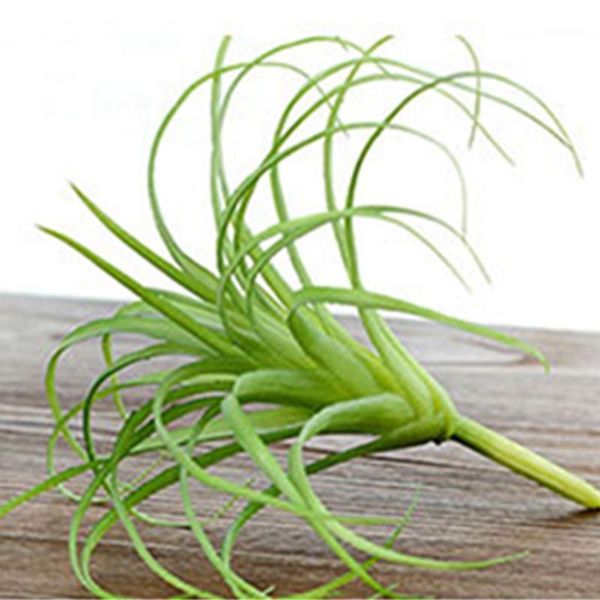 1pc plastic artificial fleshiness air grass plant microlandschaft decorative flower home balcony decoration wedding decor1
1pc plastic artificial fleshiness air grass plant microlandschaft decorative flower home balcony decoration wedding decor1