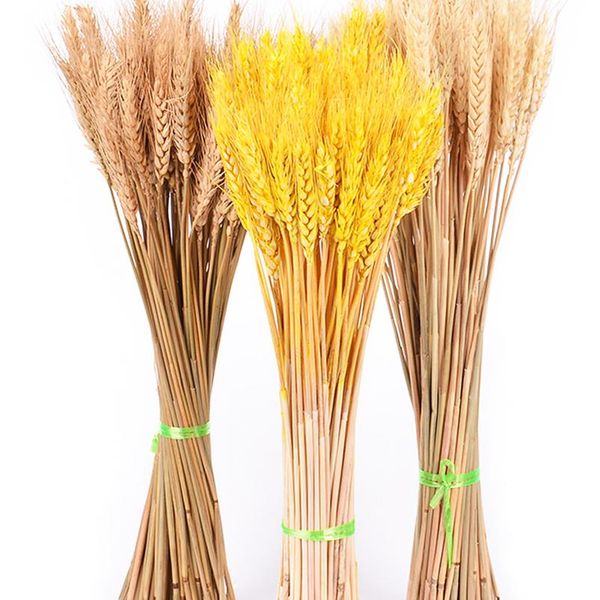 50pcs/lot real wheat ear flower natural dried flowers for wedding party decoration diy craft scrapbook home decor wheat wmtzes
50pcs/lot real wheat ear flower natural dried flowers for wedding party decoration diy craft scrapbook home decor wheat wmtzes