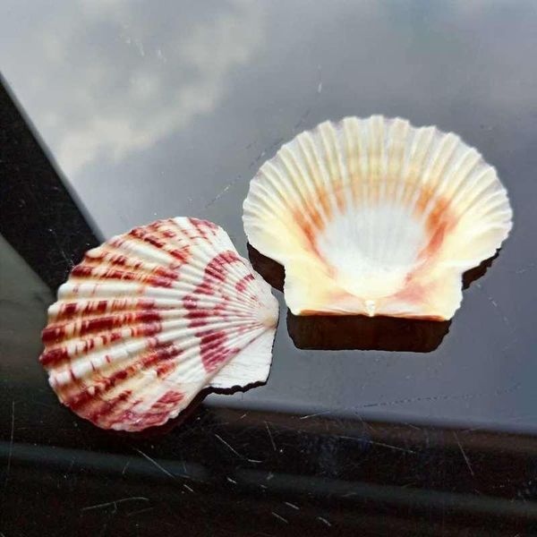 10pcs lot sea shells natural scallop seashell beach wedding decorations home decor ocean ornaments diy shell for jewelry making h bbycos
10pcs lot sea shells natural scallop seashell beach wedding decorations home decor ocean ornaments diy shell for jewelry making h bbycos
