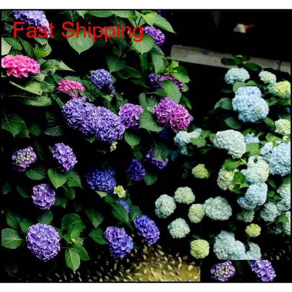 20 pcs/pack rare hydrangea seeds balcony potted flowers hydrangea for home& garden pla qylbas bde_luck
20 pcs/pack rare hydrangea seeds balcony potted flowers hydrangea for home& garden pla qylbas bde_luck