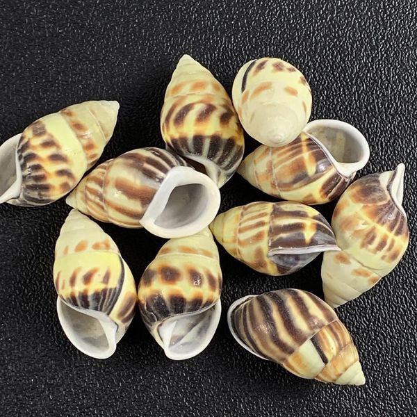2pcs 4 5cm flame spiral conch snail seashells specimen collection crafts nautical home decor diy aquarium landscape decoration h jllxyu
2pcs 4 5cm flame spiral conch snail seashells specimen collection crafts nautical home decor diy aquarium landscape decoration h jllxyu