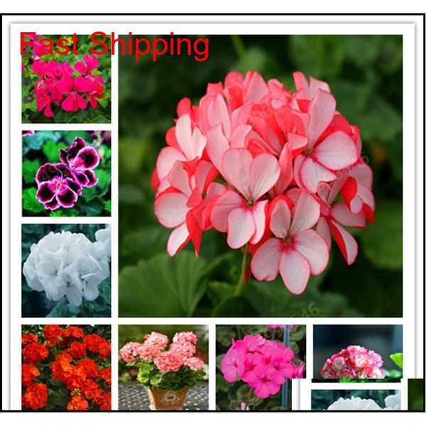 100 pcs colorful bonsai geranium flower rare variegated geranium bonsai potted indoor rooms home garden flo qylepj packing2010
100 pcs colorful bonsai geranium flower rare variegated geranium bonsai potted indoor rooms home garden flo qylepj packing2010