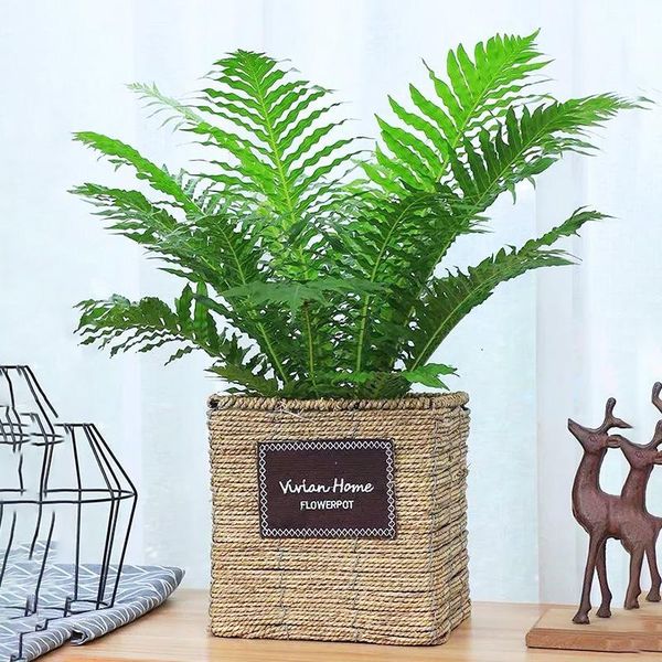 80cm tropical palm leaves artificial fern plants large fake grass plastic persia leafs palm tree branches for autumn home decor
80cm tropical palm leaves artificial fern plants large fake grass plastic persia leafs palm tree branches for autumn home decor