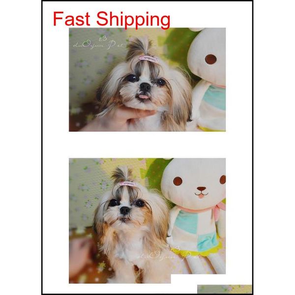 pet hair accessories dogs grooming pet yorkshire sparkling tiara new dog 3.2 hair clips dog cat ha qylnxh packing2010
pet hair accessories dogs grooming pet yorkshire sparkling tiara new dog 3.2 hair clips dog cat ha qylnxh packing2010
