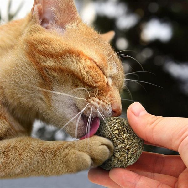 healthy for crazy toys natural cats catnip cat toys for kitten edible treating cleaning teeth cat supplies pet toy pet products h bbycqc
healthy for crazy toys natural cats catnip cat toys for kitten edible treating cleaning teeth cat supplies pet toy pet products h bbycqc