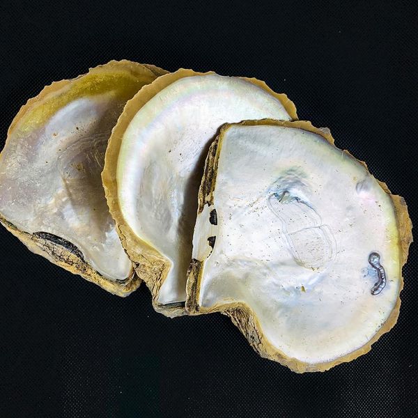 14 15cm natural yellow mother of pearl shell nautical home decor aquarium landscaping diy jewelry making seashell raw materials h bbyotd
14 15cm natural yellow mother of pearl shell nautical home decor aquarium landscaping diy jewelry making seashell raw materials h bbyotd