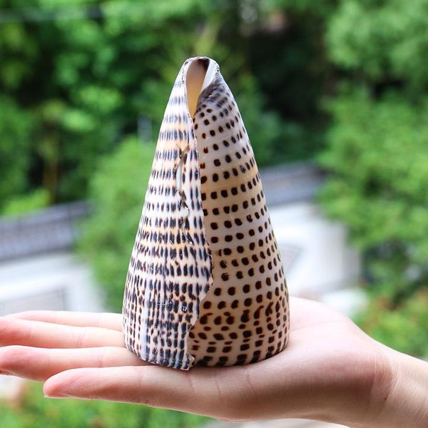 natural black corn conch sea shell natural seashell specimen beach decoration for home nautical wedding decor aquarium landscape h bbyfvw
natural black corn conch sea shell natural seashell specimen beach decoration for home nautical wedding decor aquarium landscape h bbyfvw