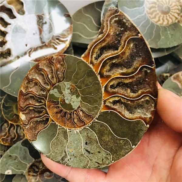 decorative objects & figurines 100-260g natural ammonite pretty nautilus madagascar fossil specimen healing stand
decorative objects & figurines 100-260g natural ammonite pretty nautilus madagascar fossil specimen healing stand
