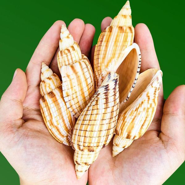 9 10cm new corn snails seashell corn conch specimen beach decor for home fish tank and aquarium landscaping diy decoration shell h wmtutw
9 10cm new corn snails seashell corn conch specimen beach decor for home fish tank and aquarium landscaping diy decoration shell h wmtutw