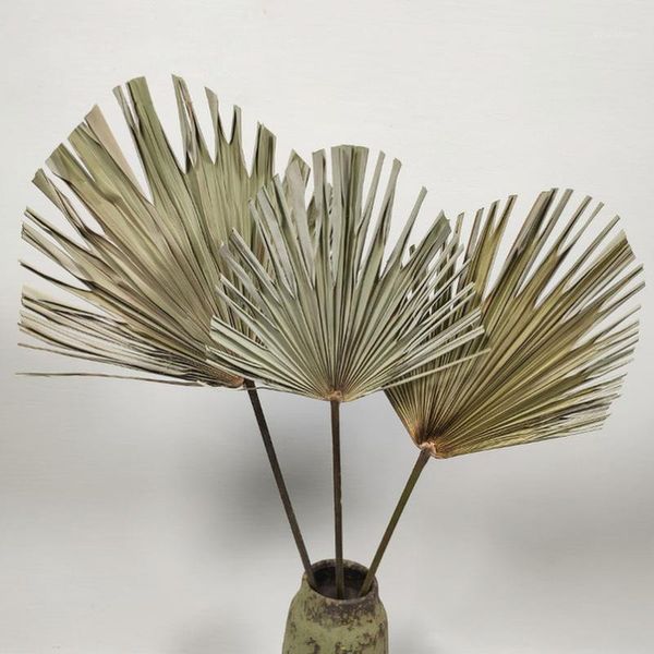 dried fan palm leaf natural dried leaf diy crafts home wedding decoration p props supplies flowers home decoration1
dried fan palm leaf natural dried leaf diy crafts home wedding decoration p props supplies flowers home decoration1