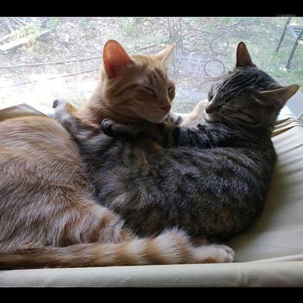 cute pet hanging beds bearing 20kg cat sunny seat window mount pet cat hammock comfortable bed 2019
cute pet hanging beds bearing 20kg cat sunny seat window mount pet cat hammock comfortable bed 2019