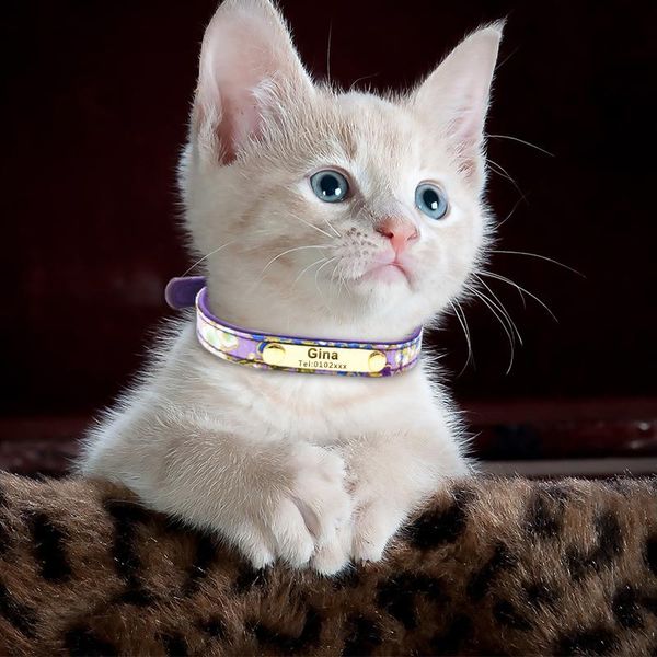 индивидуальные собаки ошейники для домашних животных tag tag gology custom puppy cat персонализированные таблицы id hollars для собак graved
индивидуальные собаки ошейники для домашних животных tag tag gology custom puppy cat персонализированные таблицы id hollars для собак graved