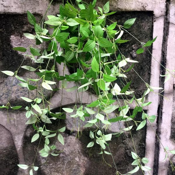 decorative flowers & wreaths 98cm small clematis leaves wall hanging green vine artificial silk indoor simulation plant wedding fake flower
decorative flowers & wreaths 98cm small clematis leaves wall hanging green vine artificial silk indoor simulation plant wedding fake flower