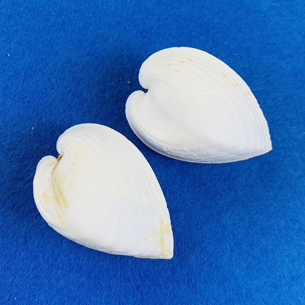 2pcs 3 5cm chicken heart clam natural shell lover seashell beach wedding decor starfish aquarium nautical decor collectibles h jllhwq
2pcs 3 5cm chicken heart clam natural shell lover seashell beach wedding decor starfish aquarium nautical decor collectibles h jllhwq