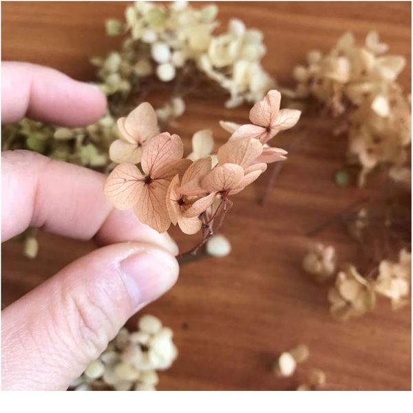 4-4.5g/lot natural fresh preserved flowers dried hydrangea flower head for diy real eternal life flowers bbyyyy
4-4.5g/lot natural fresh preserved flowers dried hydrangea flower head for diy real eternal life flowers bbyyyy
