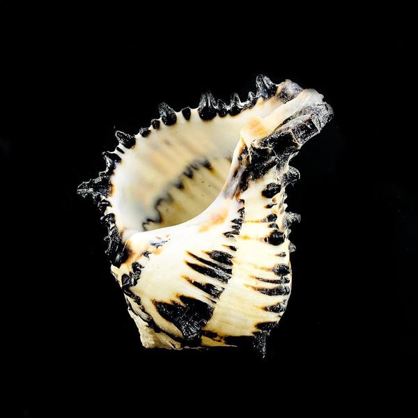8 12cm natural snail shell us black murex black zebra bone specimen conch sea shells nautical home decor aquarium landscape h jllsss
8 12cm natural snail shell us black murex black zebra bone specimen conch sea shells nautical home decor aquarium landscape h jllsss