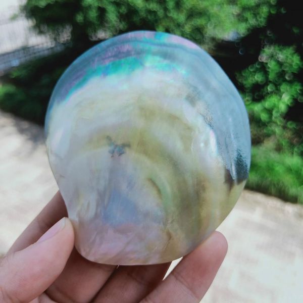 natural seashells black butterfly shell jewelry diy shell nautical beach decor scallop specimen restaurant caviar seasoning tray h jllkhd
natural seashells black butterfly shell jewelry diy shell nautical beach decor scallop specimen restaurant caviar seasoning tray h jllkhd