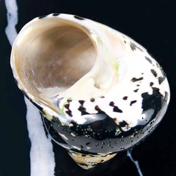 natural african black gold shell conch specimen beach wedding decor crafts coastal nautical home decor shells for jewelry making h wmtvyu
natural african black gold shell conch specimen beach wedding decor crafts coastal nautical home decor shells for jewelry making h wmtvyu