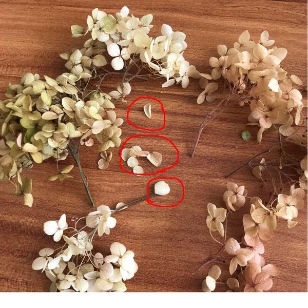 4-4.5g / лот высокое качество натуральные свежие консервированные цветы высушенные гортензии цветочная головка для diy real eternal life flo
4-4.5g / лот высокое качество натуральные свежие консервированные цветы высушенные гортензии цветочная головка для diy real eternal life flo