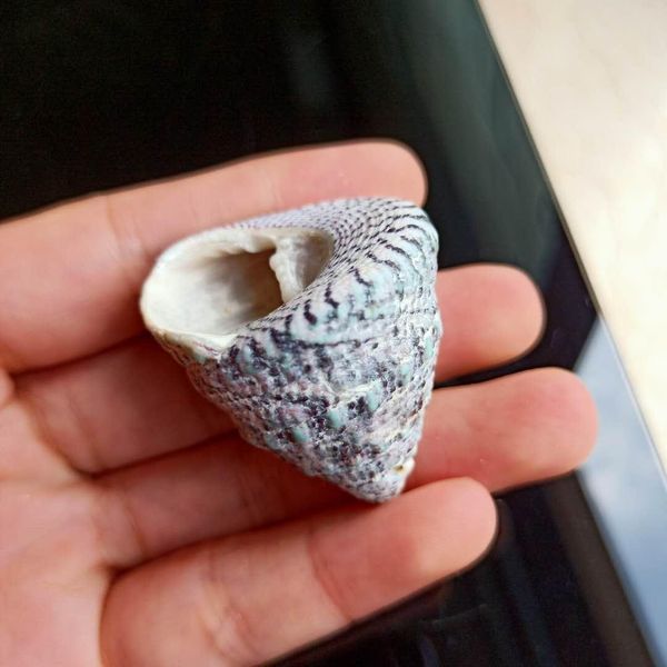2pcs new snail trumpet shells nautical conch seashells specimen collectibles crafts ocean wedding home decor micro landscape h bbycod
2pcs new snail trumpet shells nautical conch seashells specimen collectibles crafts ocean wedding home decor micro landscape h bbycod