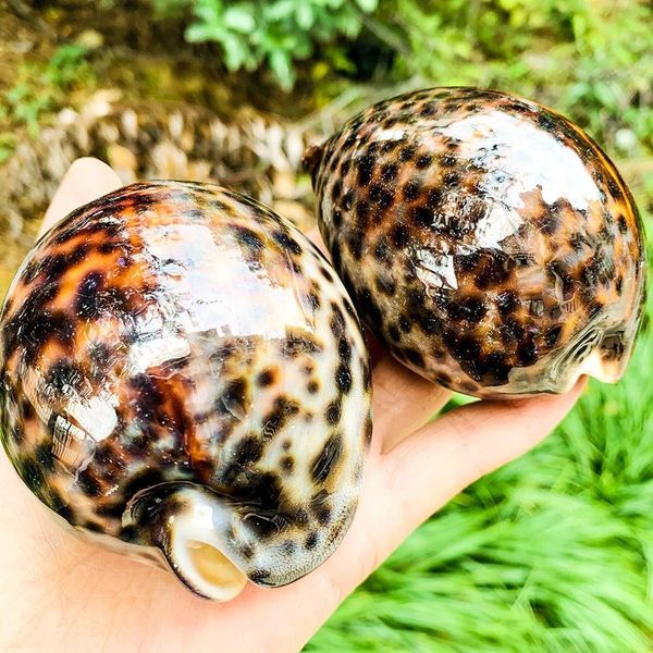 8 10cm natural tabby shell conch snail shell beach decor for home specimen craft acquarium landscape accessory nautical decor h bbycyx
8 10cm natural tabby shell conch snail shell beach decor for home specimen craft acquarium landscape accessory nautical decor h bbycyx