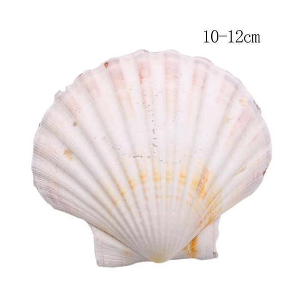2pcs 10 12cm natural shells big white scallop seashells ornament nautical home decor beach wedding decorations jewelry diy shell h bbyztb
2pcs 10 12cm natural shells big white scallop seashells ornament nautical home decor beach wedding decorations jewelry diy shell h bbyztb