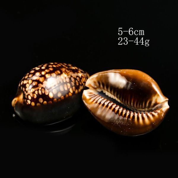 5 8cm new natural turtle shell conch specimen seashells fish tank landscaping aquarium decoration nautical beach wedding decor h jllezn
5 8cm new natural turtle shell conch specimen seashells fish tank landscaping aquarium decoration nautical beach wedding decor h jllezn