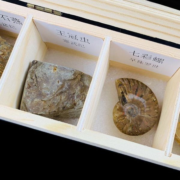 7шт установить натуральный conch сырые камни обучение обучение обучение обучение обыкновенные образец цвет улитка устрицы устрицы слабы каме
7шт установить натуральный conch сырые камни обучение обучение обучение обучение обыкновенные образец цвет улитка устрицы устрицы слабы каме