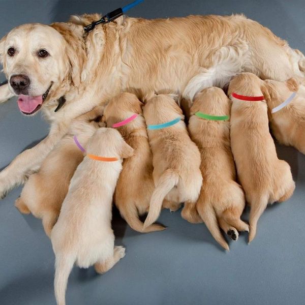 dog collars & leashes 12pcs pet cat identification collar adjustable id mark neck strap for dogs cats puppy accessories
dog collars & leashes 12pcs pet cat identification collar adjustable id mark neck strap for dogs cats puppy accessories