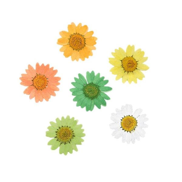 30pcs daisy dried flowers diy handmade plant specimen bracelet necklace pendant phone case make material made from real flowers
30pcs daisy dried flowers diy handmade plant specimen bracelet necklace pendant phone case make material made from real flowers