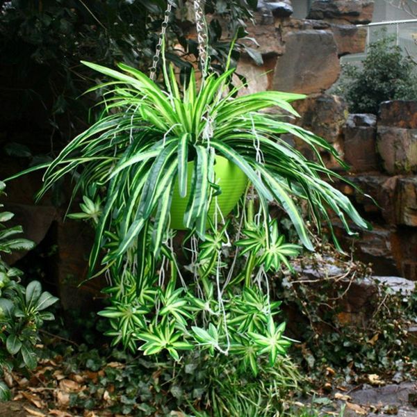 decorative flowers & wreaths artificial flower bracketplant chlorophytum orchids plastic rattan wall silk plant home decor1
decorative flowers & wreaths artificial flower bracketplant chlorophytum orchids plastic rattan wall silk plant home decor1