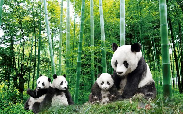 creative 3d curtain beautiful national treasure panda painting living room bedroom decoration curtains
creative 3d curtain beautiful national treasure panda painting living room bedroom decoration curtains
